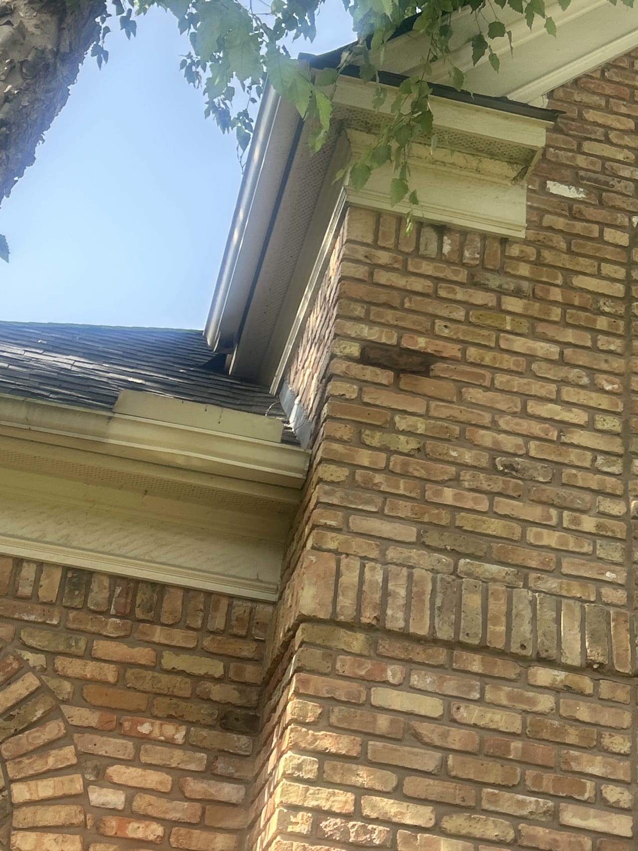 Bee Removal Near Me