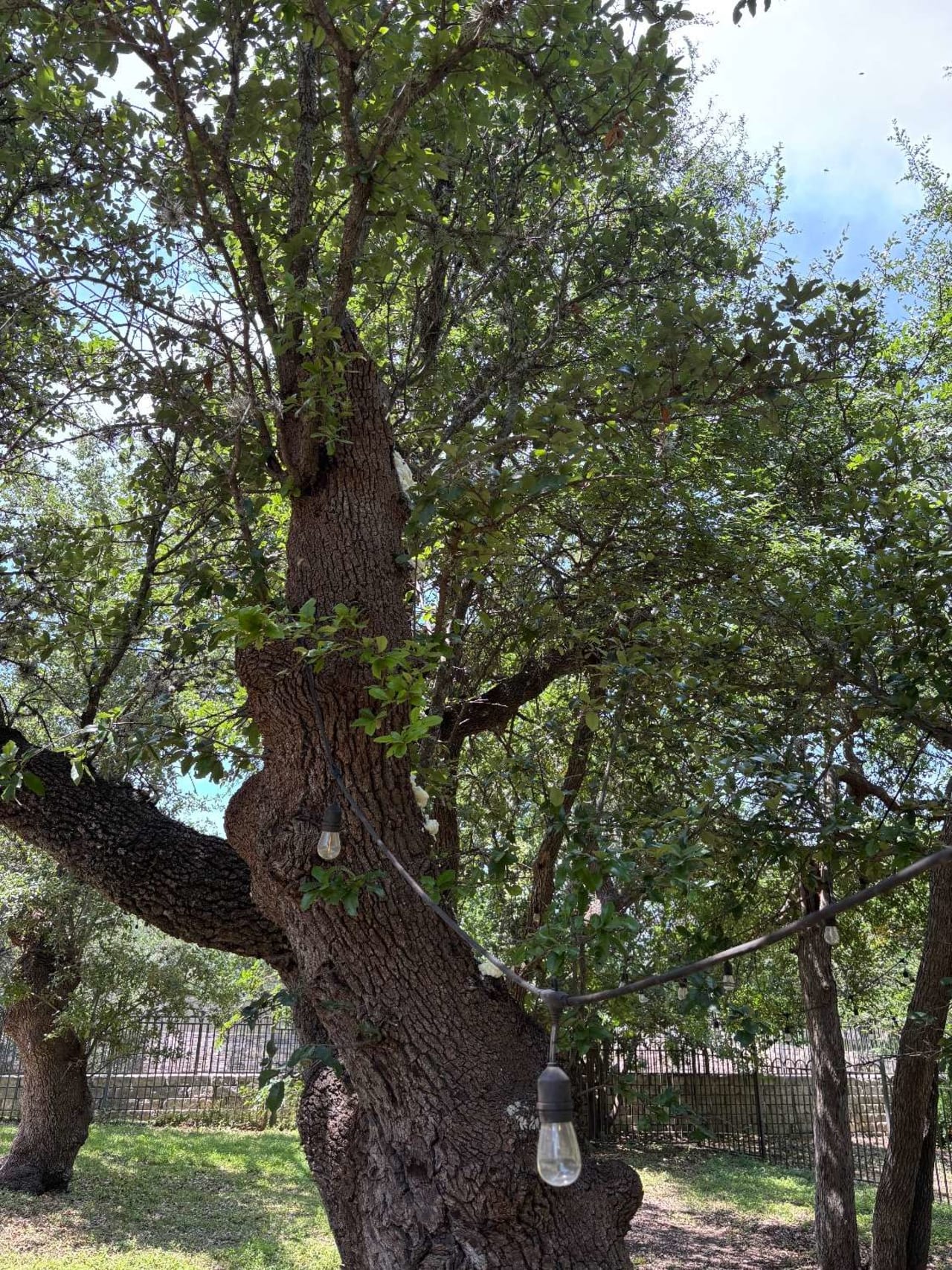 Bee Removal Near Me