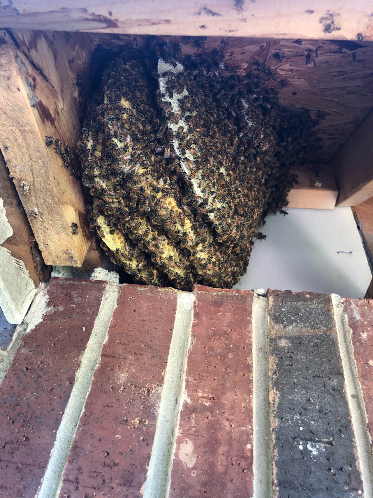 Bee Removal Near Me
