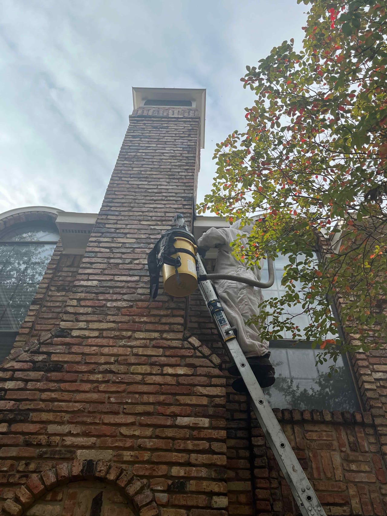 Bee Removal Near Me