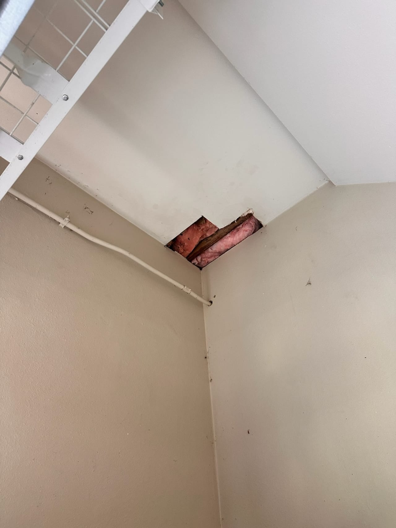 Bee Removal Near Me