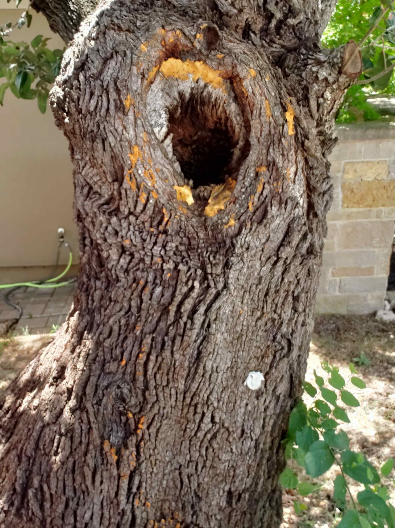 Bee Removal Near Me