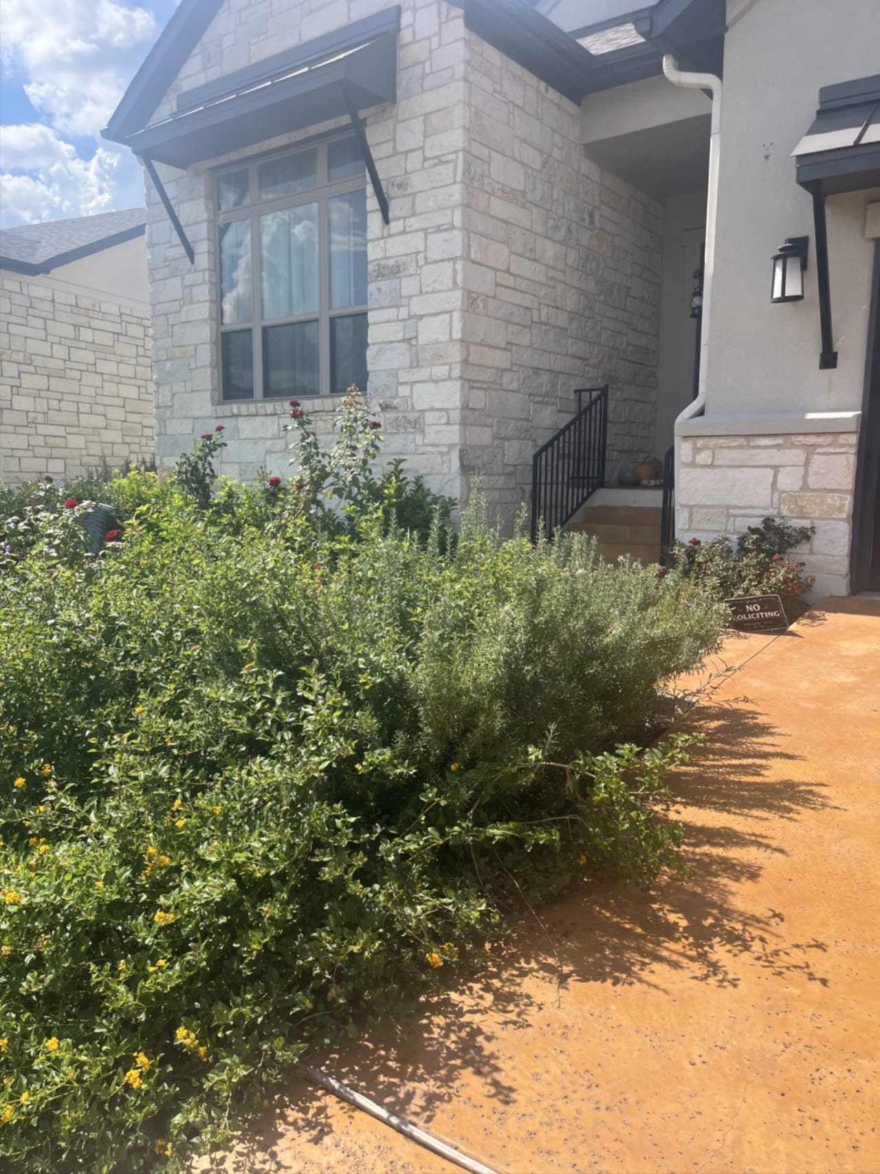 Bee Removal Near Me
