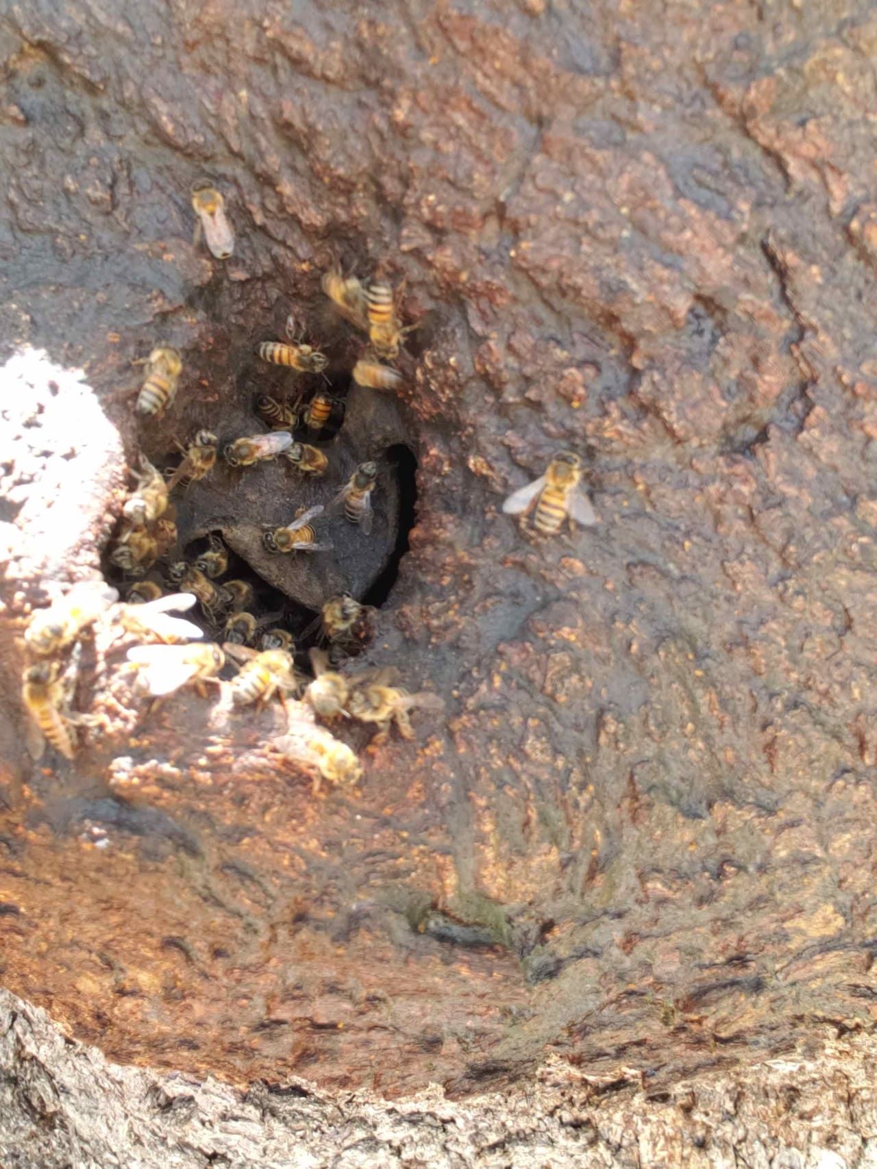 Bee Removal Near Me