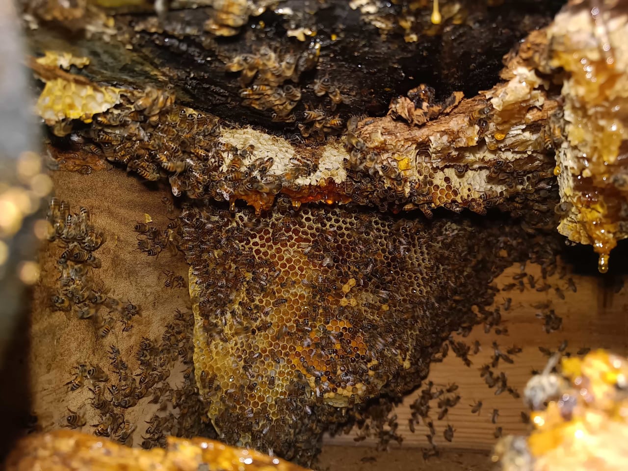 Bee Removal Near Me