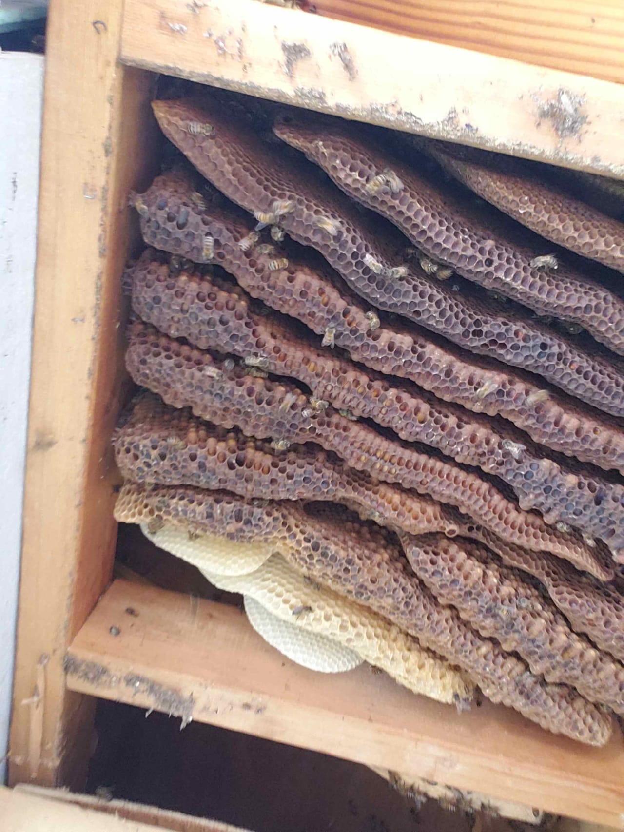 Bee Removal Near Me