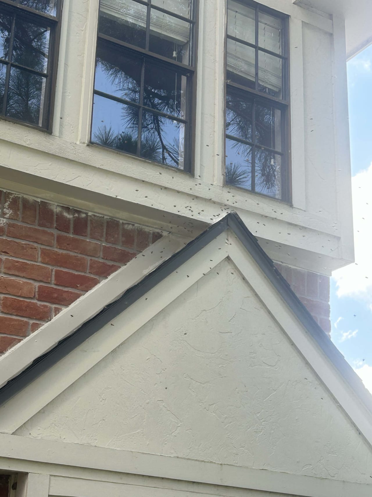 Bee Removal Near Me