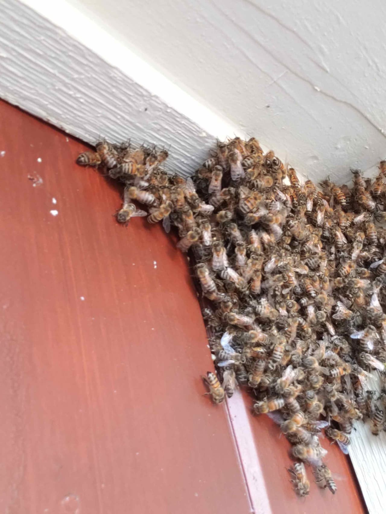 Bee Removal Near Me