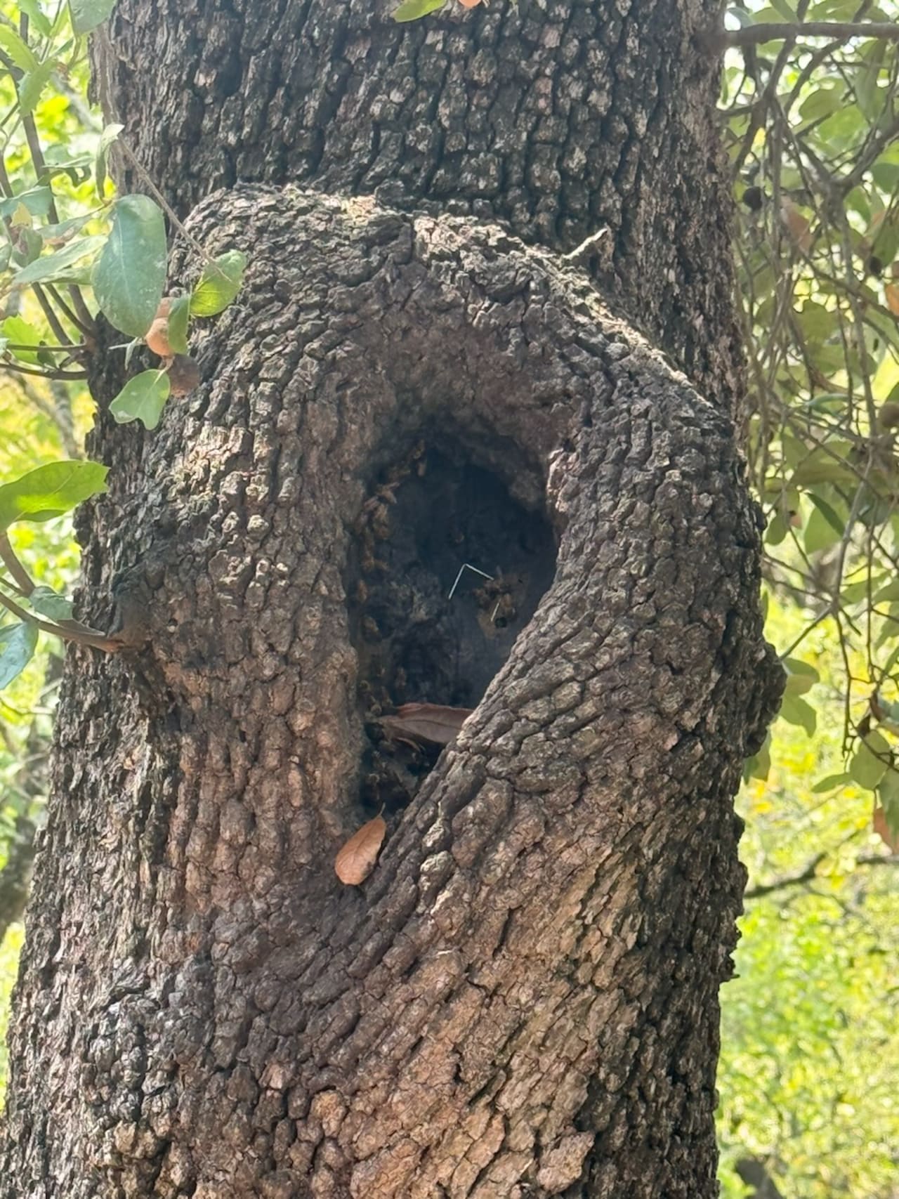 Bee Removal Near Me