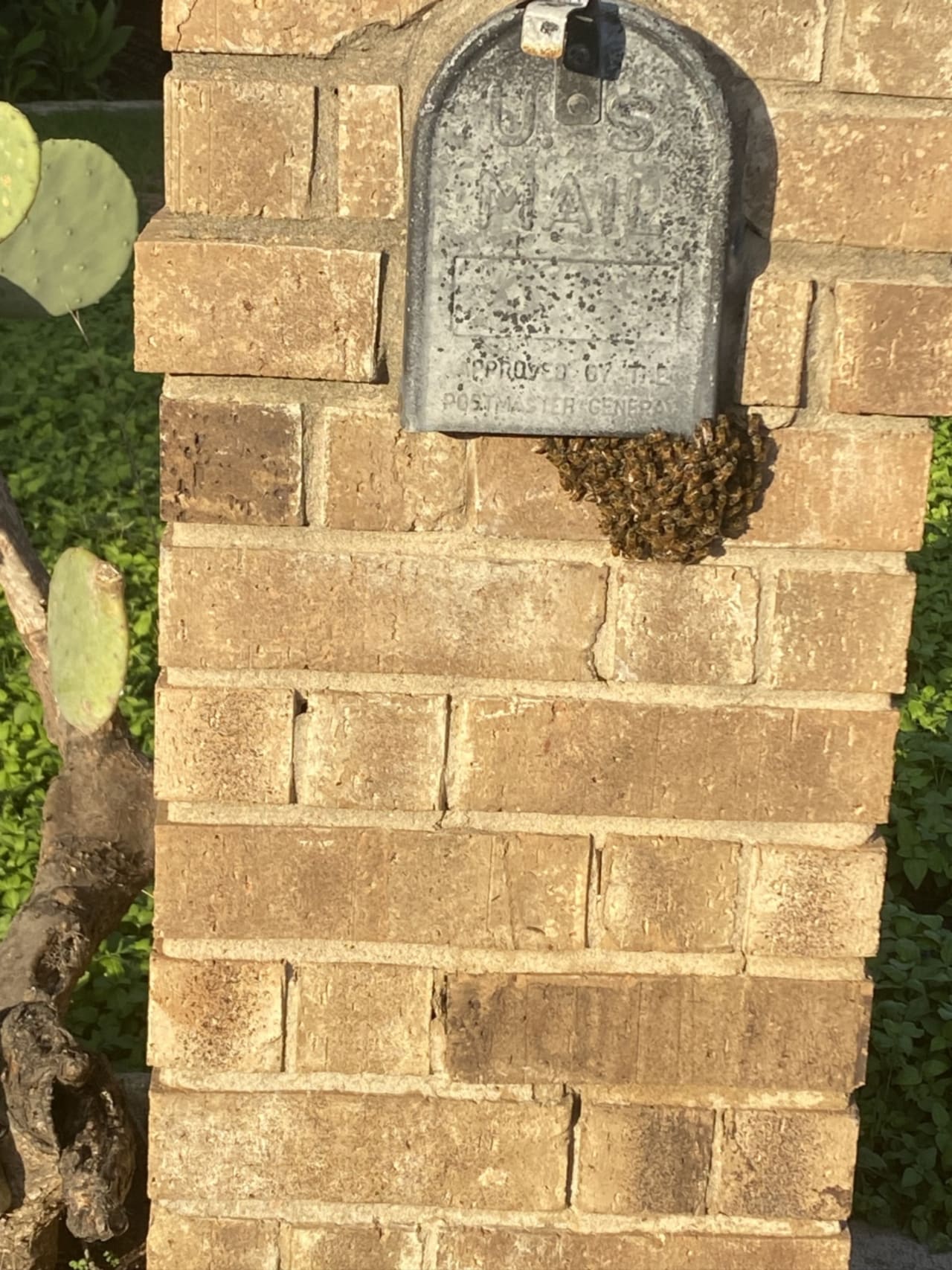 Bee Removal Near Me