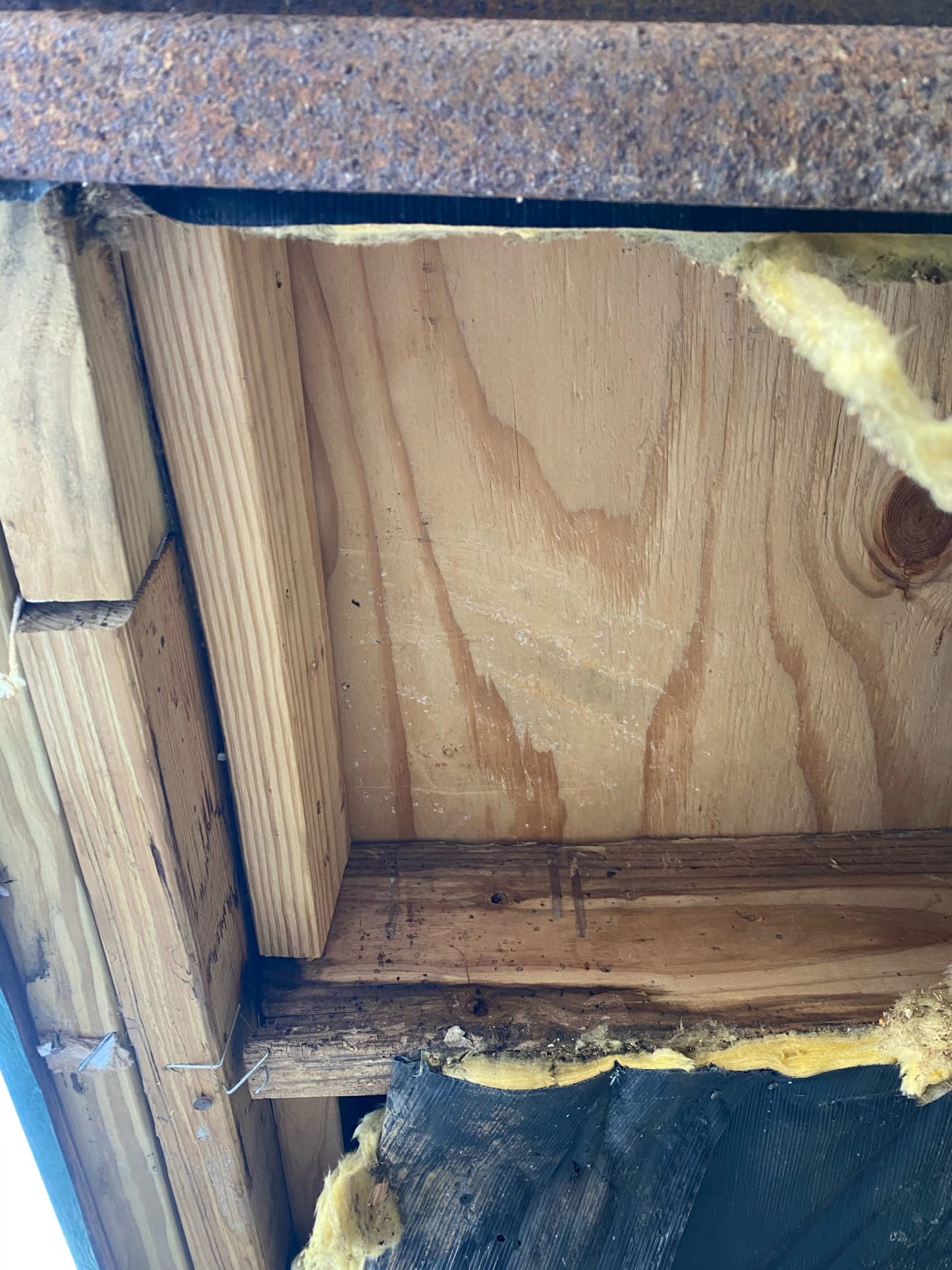 Bee Removal Near Me