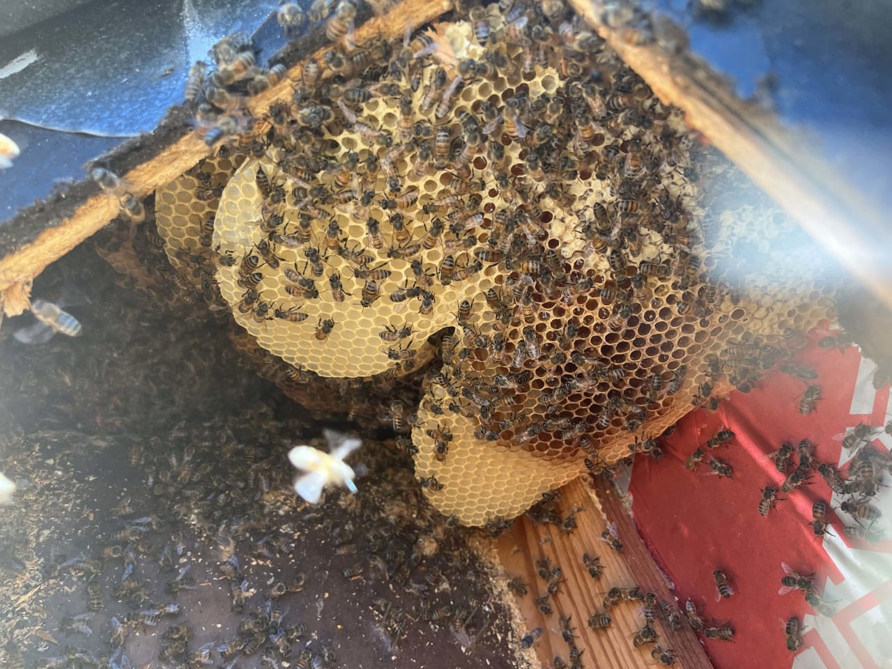 Bee Removal Near Me