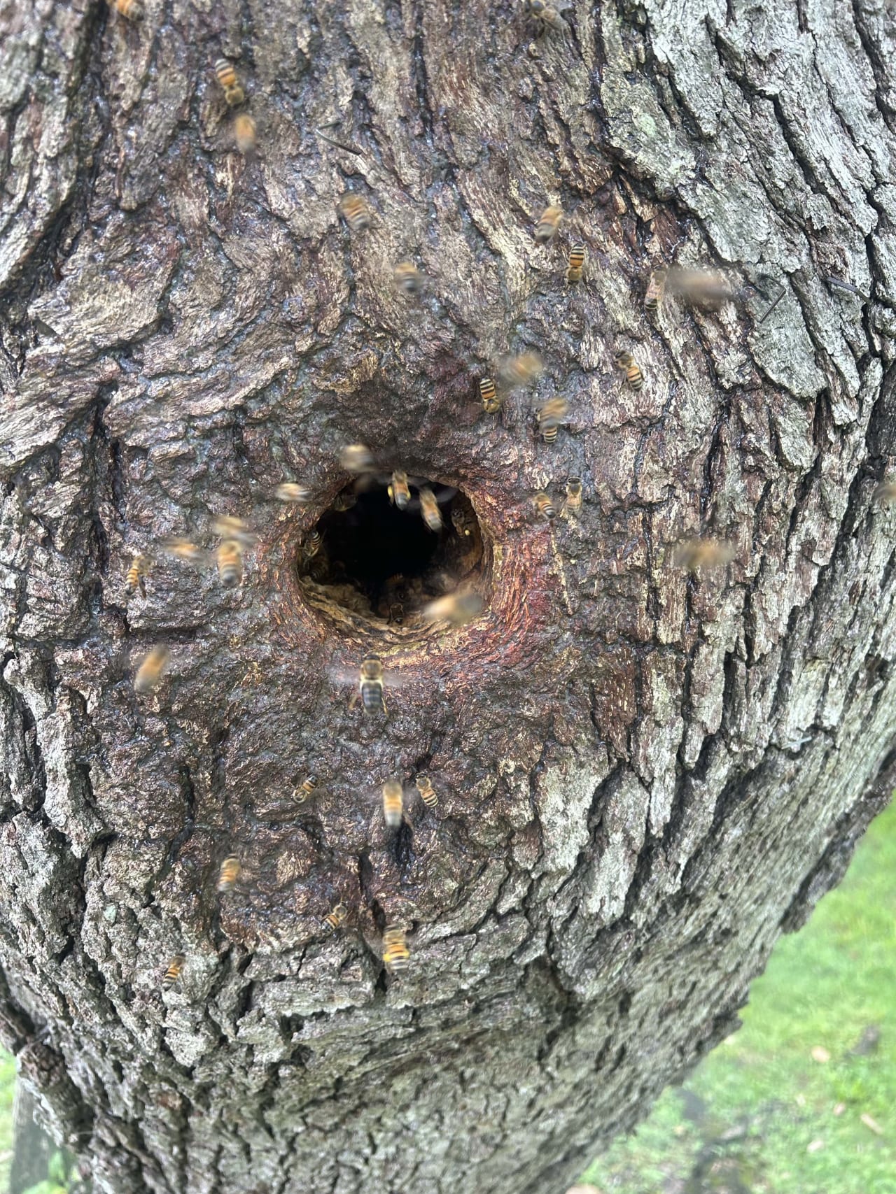 Bee Removal Near Me