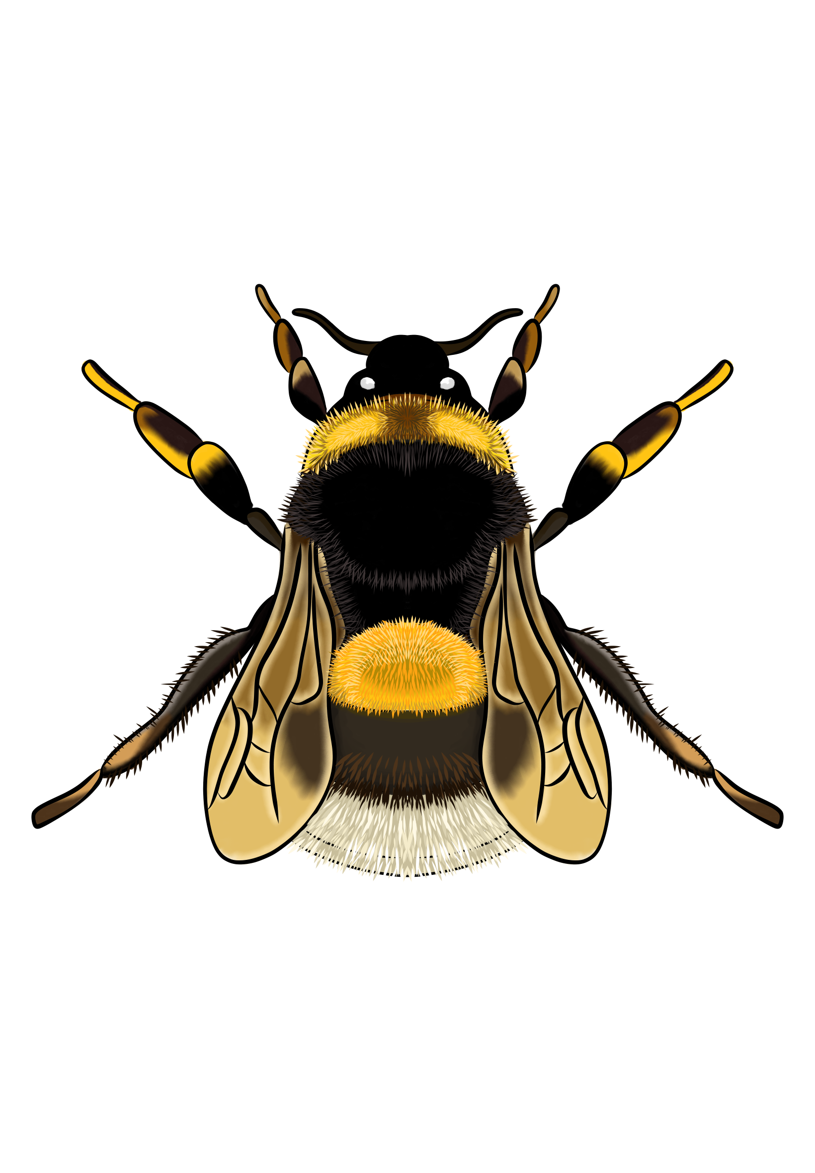 Bumble Bees