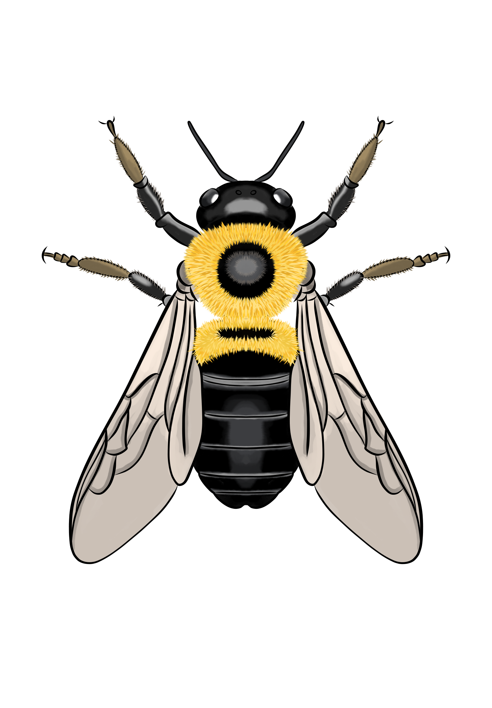 Carpenter Bees 