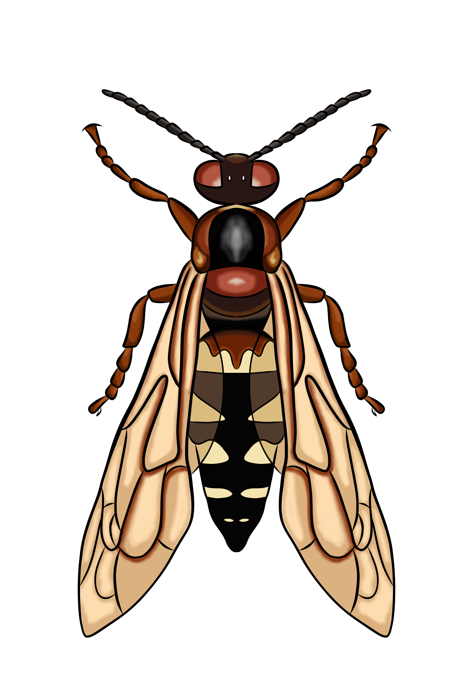 Cicada Killers