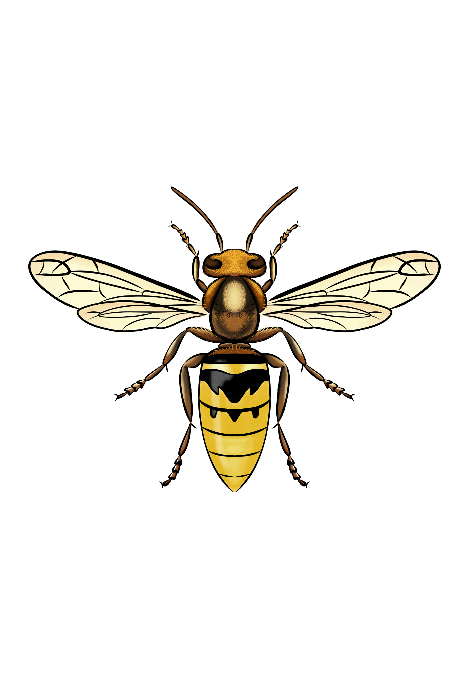 European Hornets