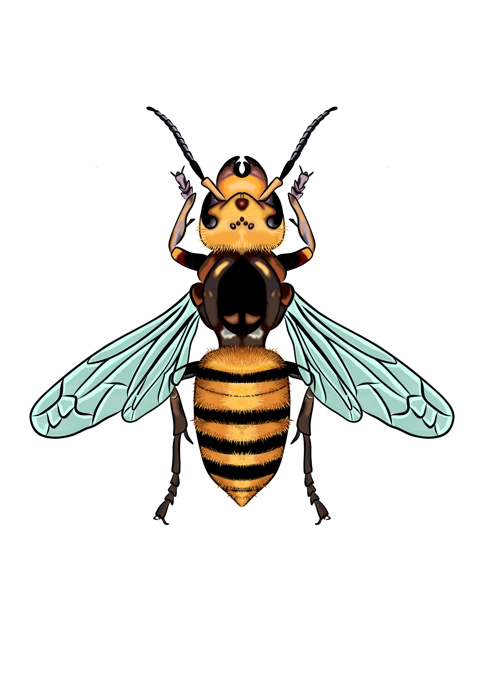 Hornets