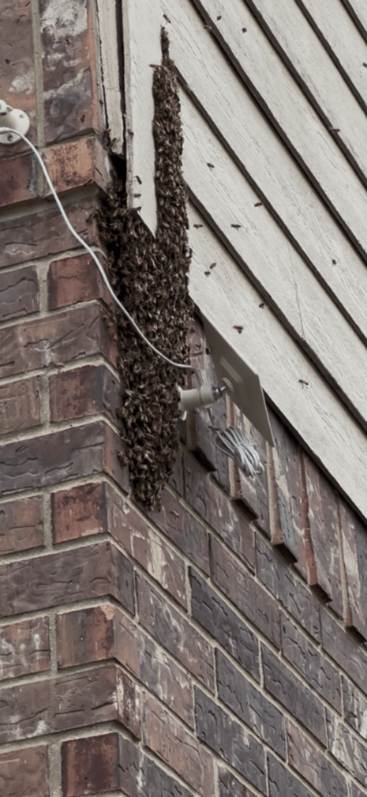 Bee Removal Near Me