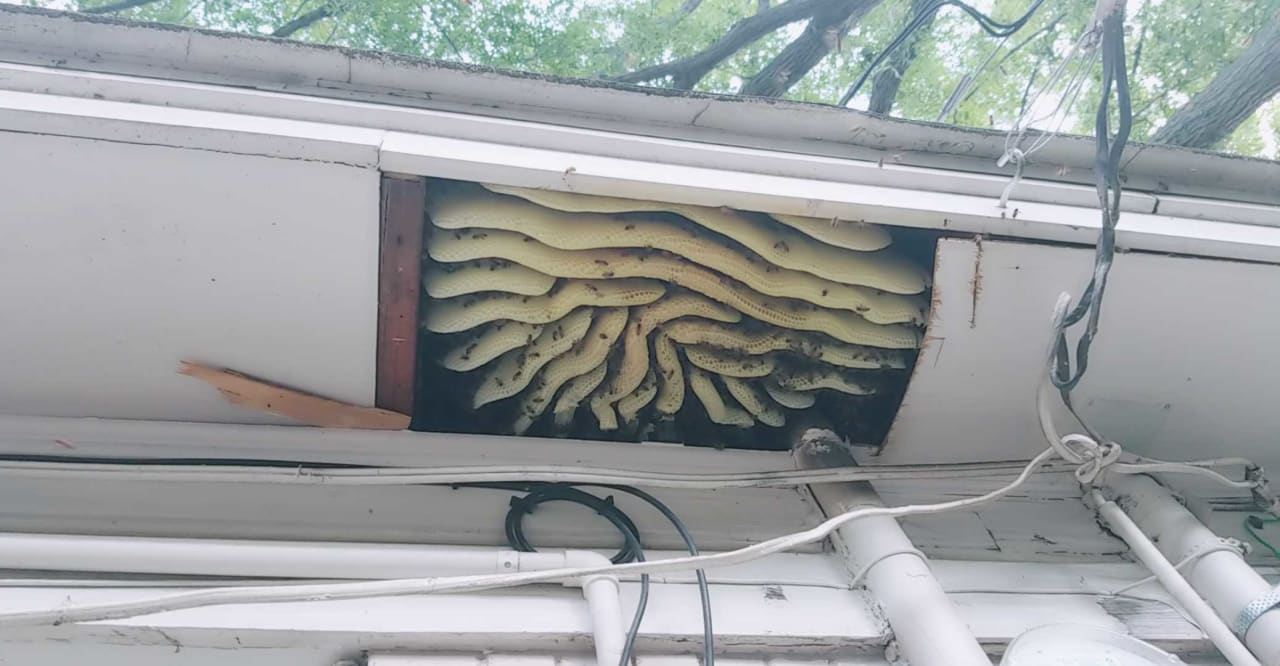 Bee Removal Near Me