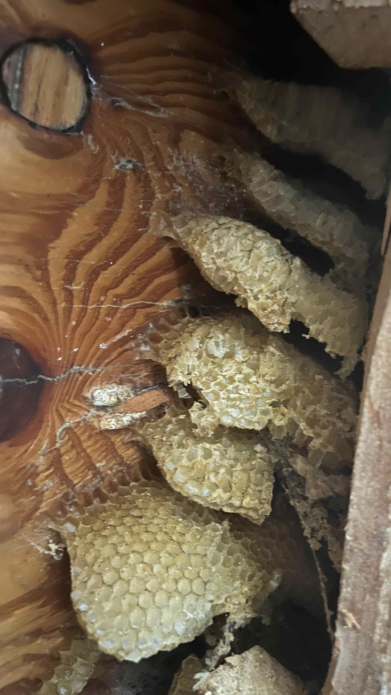 Bee Removal Near Me