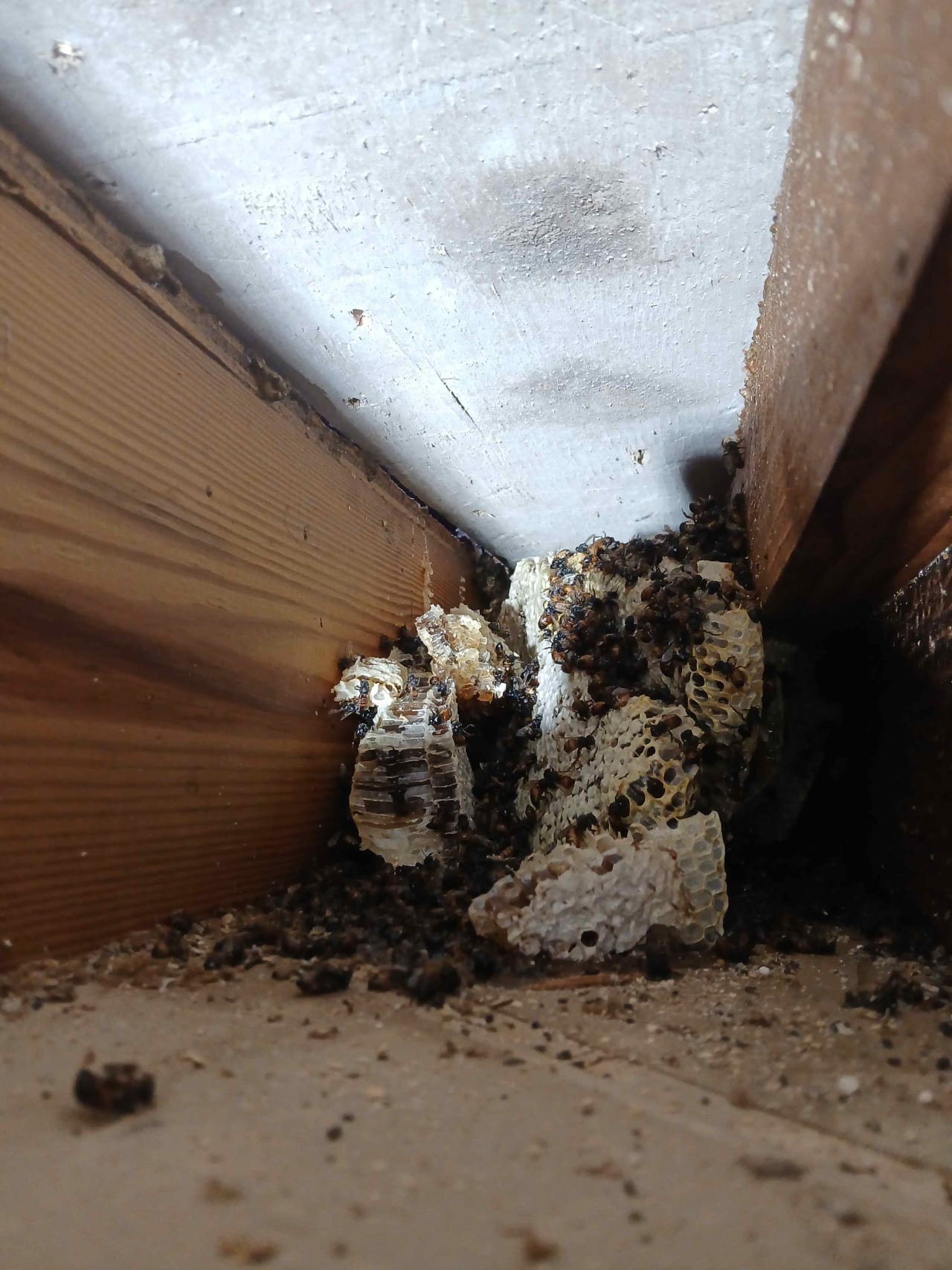 Bee Removal Near Me