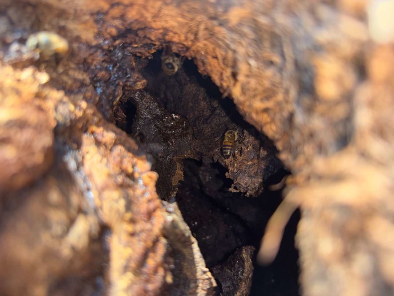 Bee Removal Near Me
