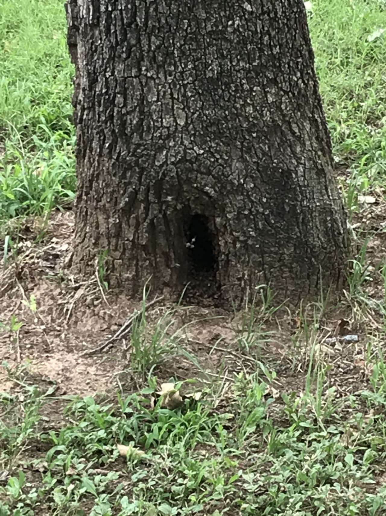 Bee Removal Near Me