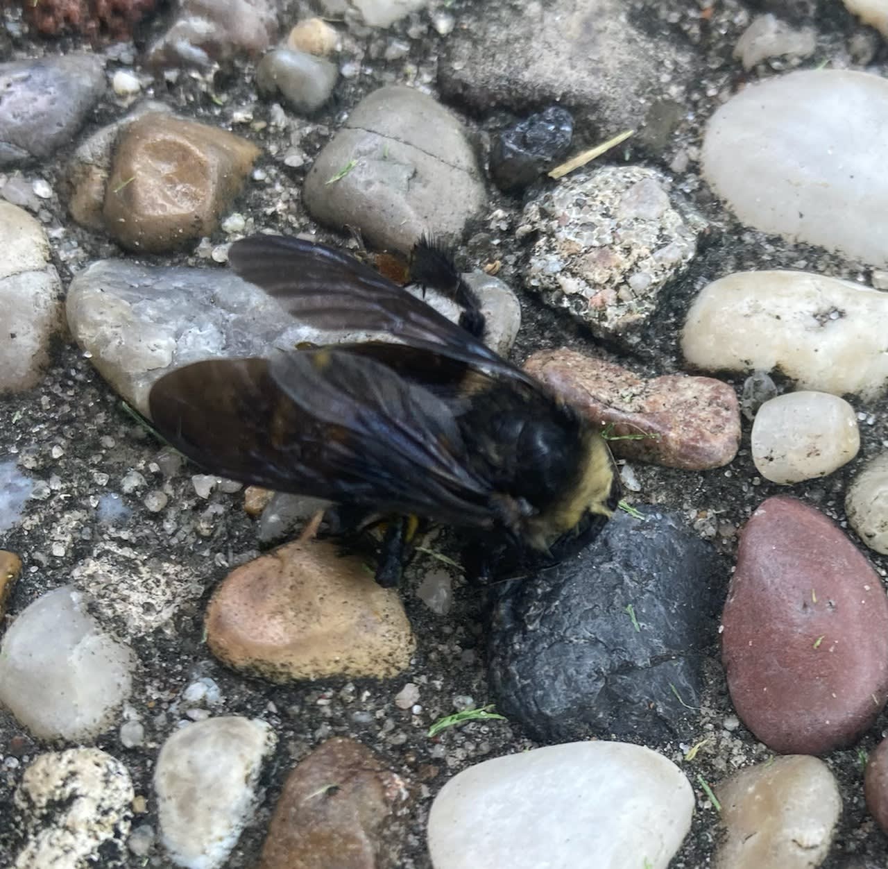 Bee Removal Near Me