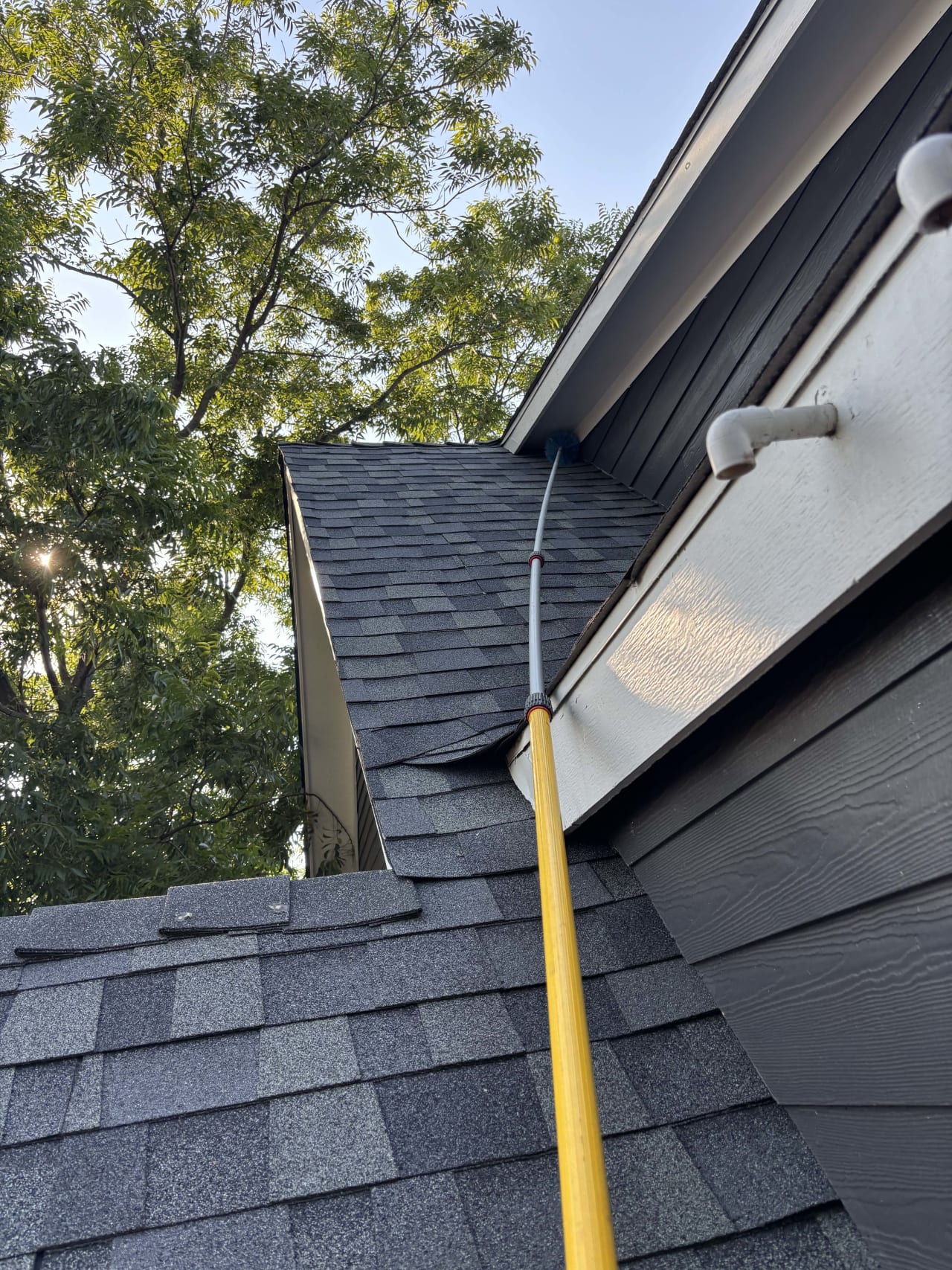 Bee Removal Near Me