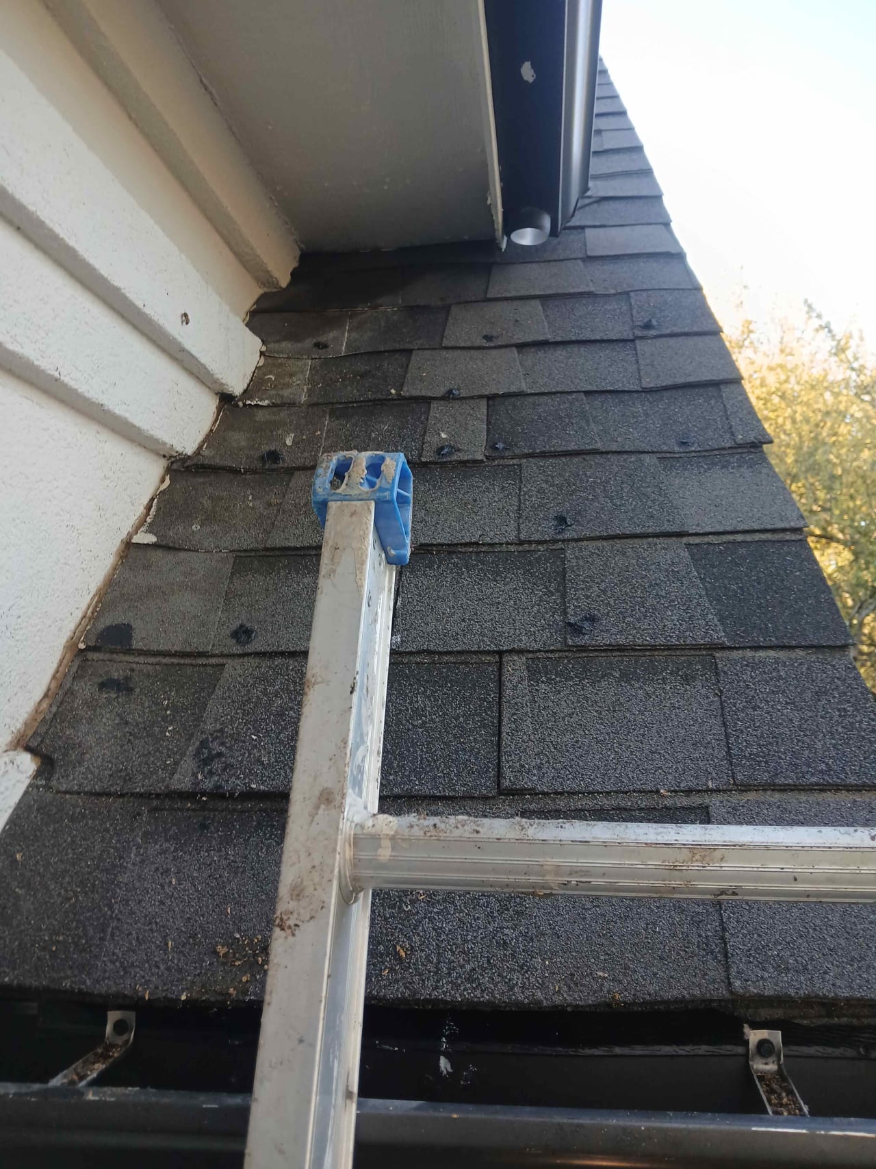 Bee Removal Near Me