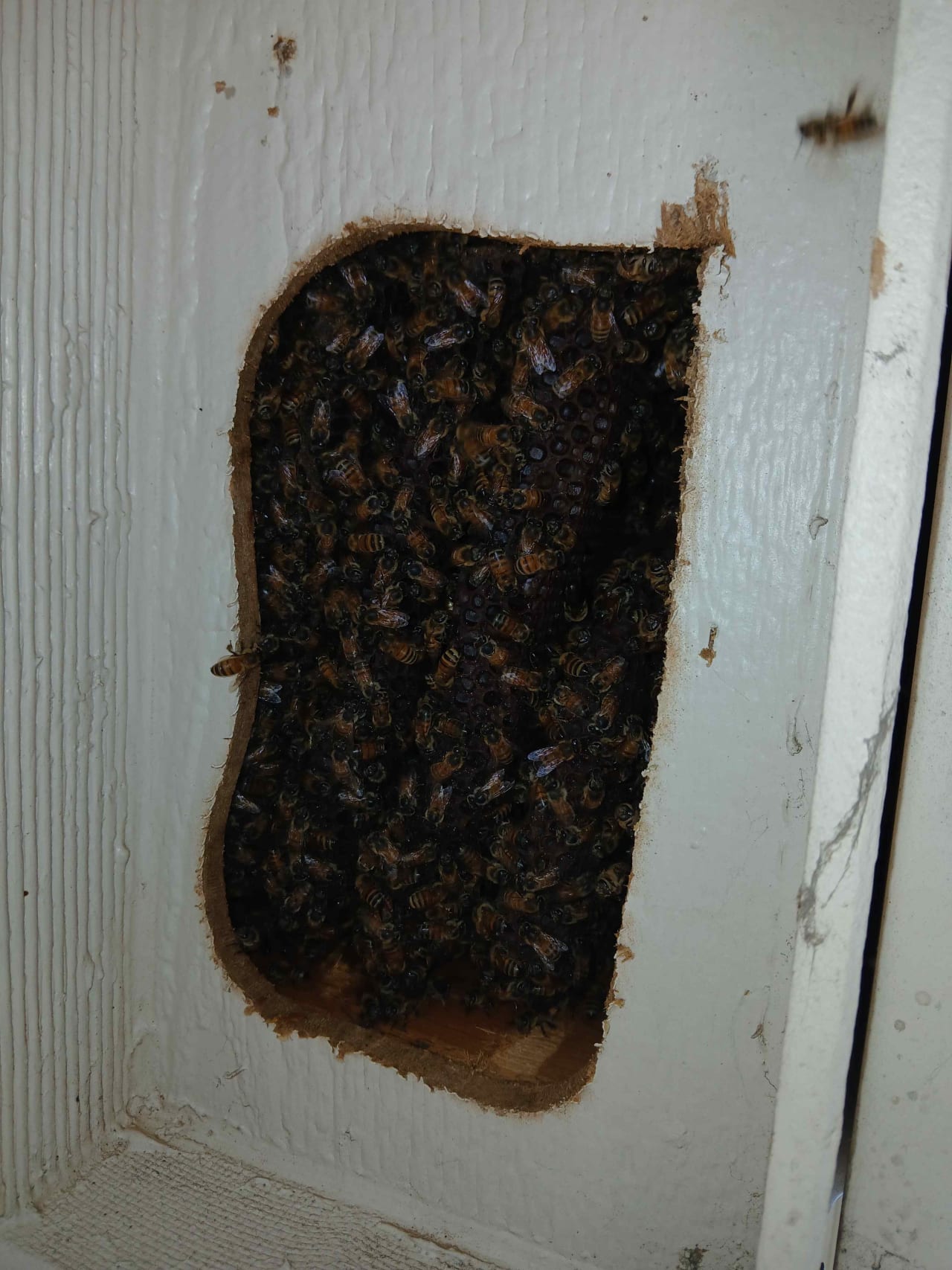 Bee Removal Near Me