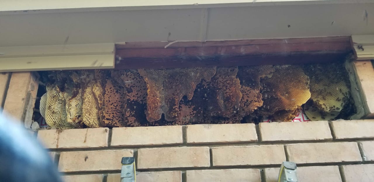 Bee Removal Near Me