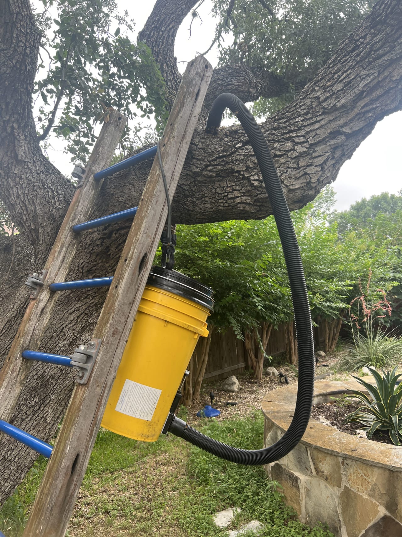 Bee Removal Near Me