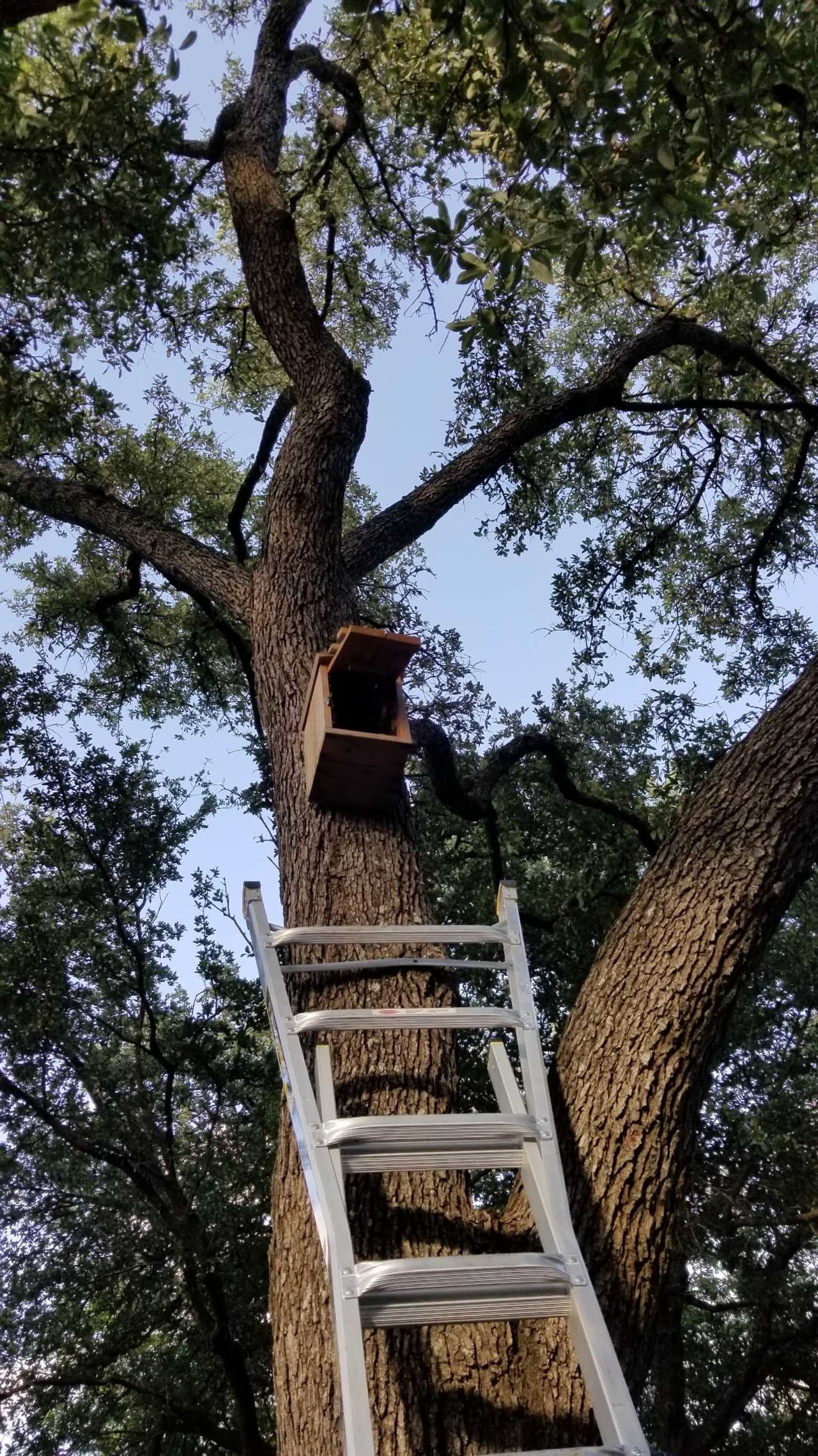 Bee Removal Near Me