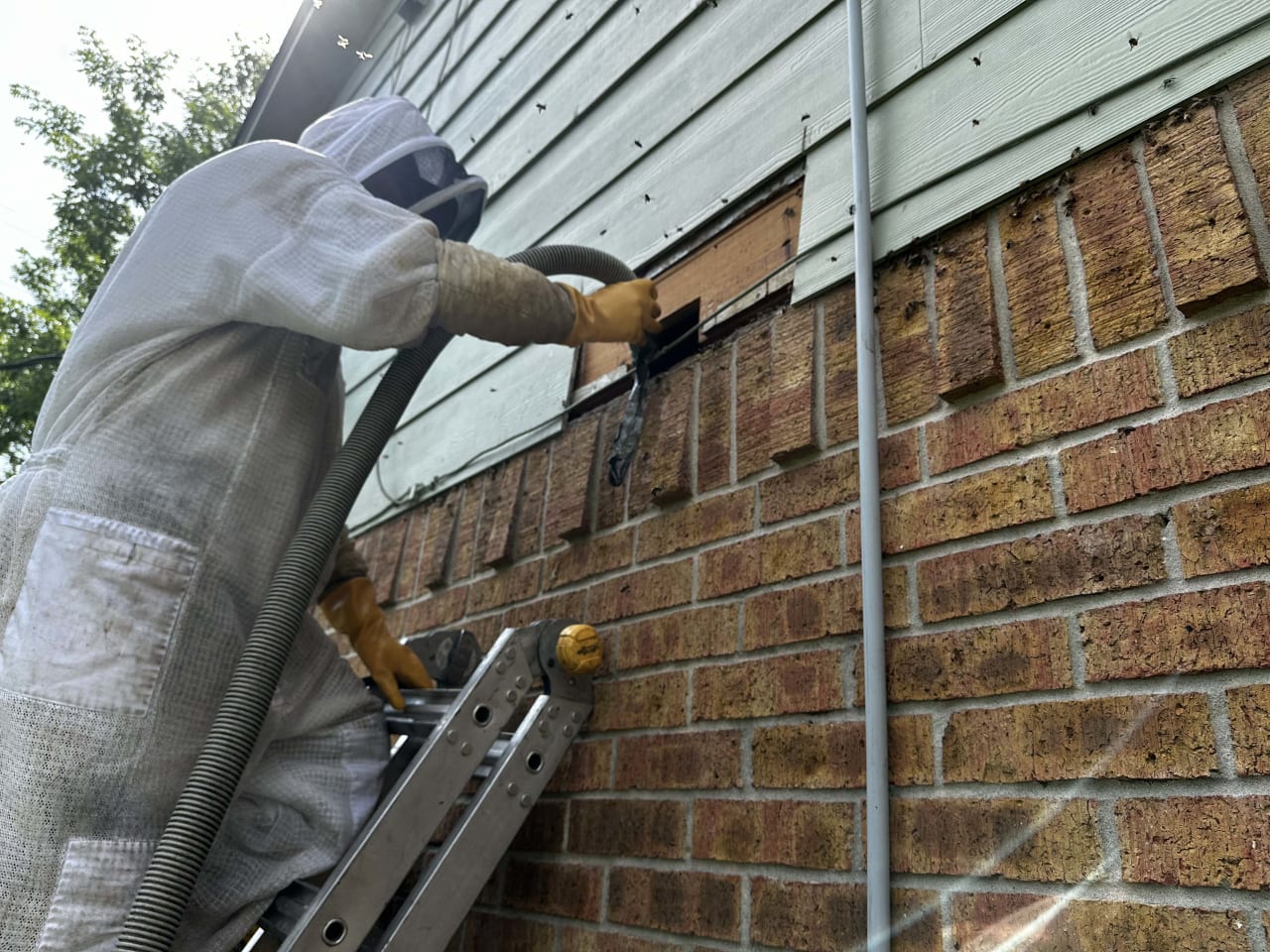 Bee Removal Near Me