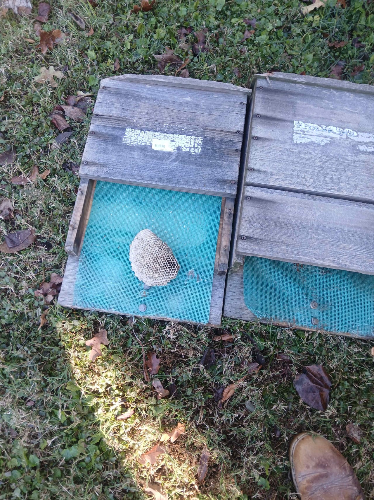 Bee Removal Near Me