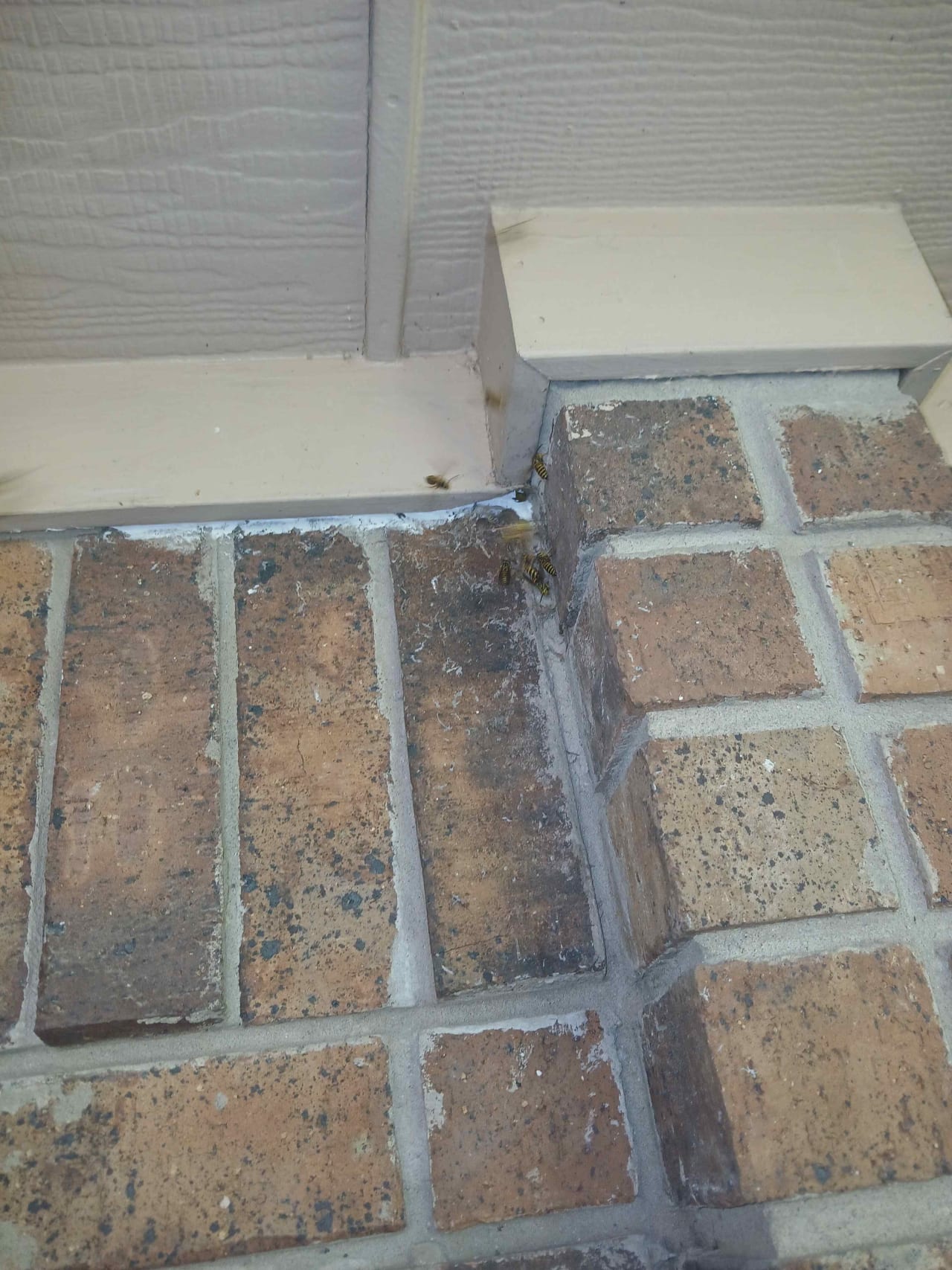 Bee Removal Near Me