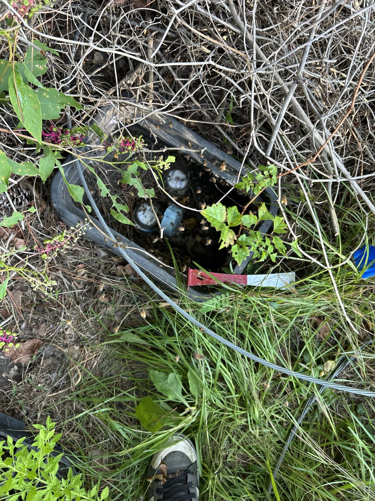 Bee Removal Near Me