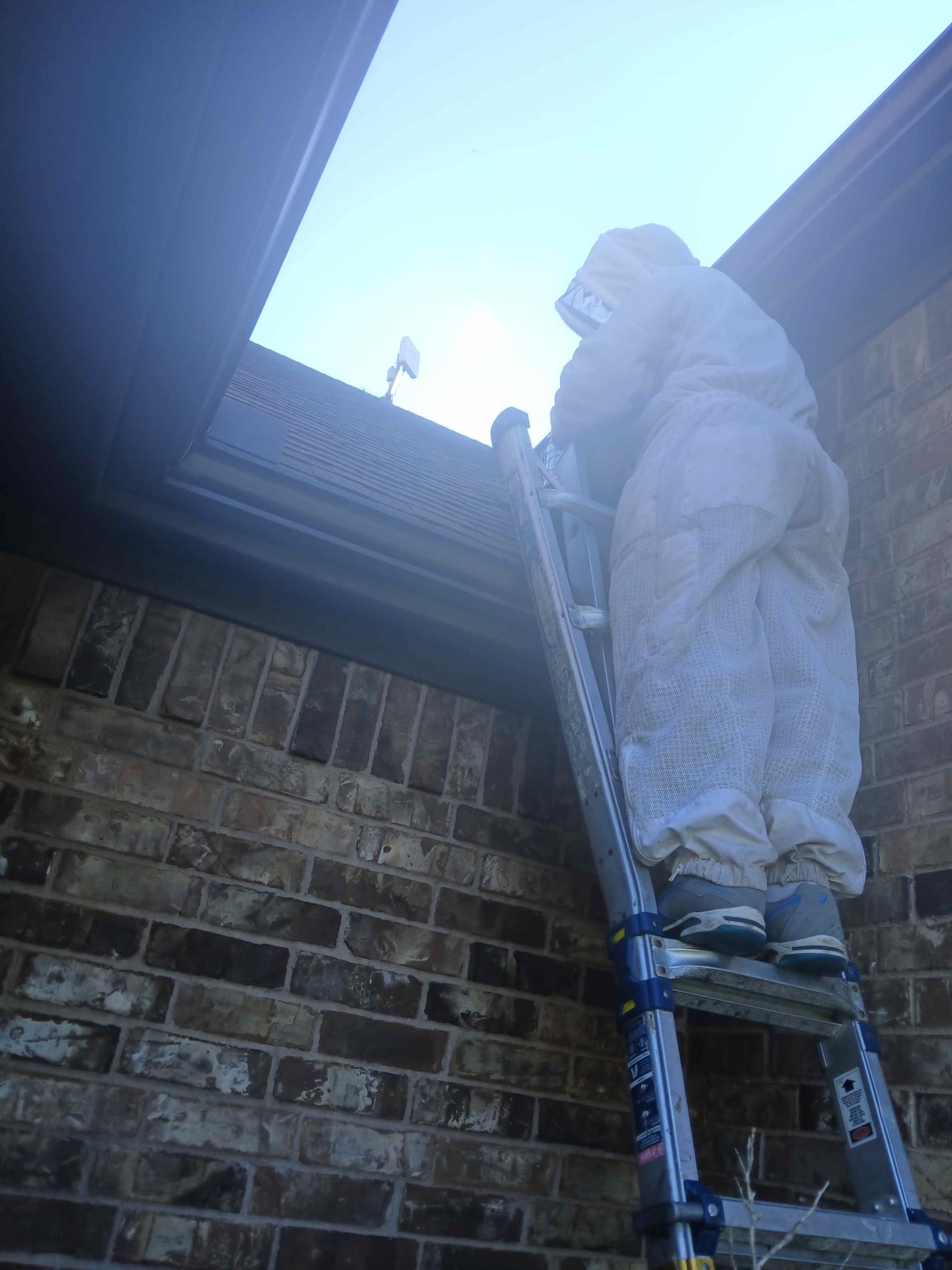 Bee Removal Near Me