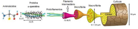 estrutura fio de cabelo