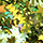 Colormake Shine Formatos Borboleta Verde - Glitter 2g