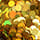 Colormake Shine Formatos Ponto Ouro - Glitter 2g