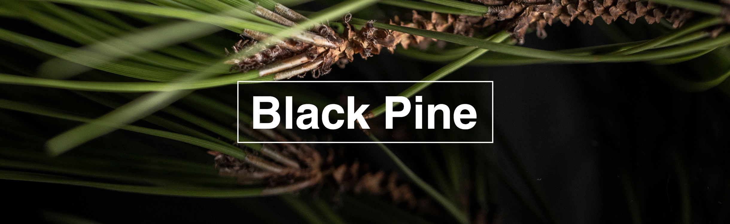 Black Pine