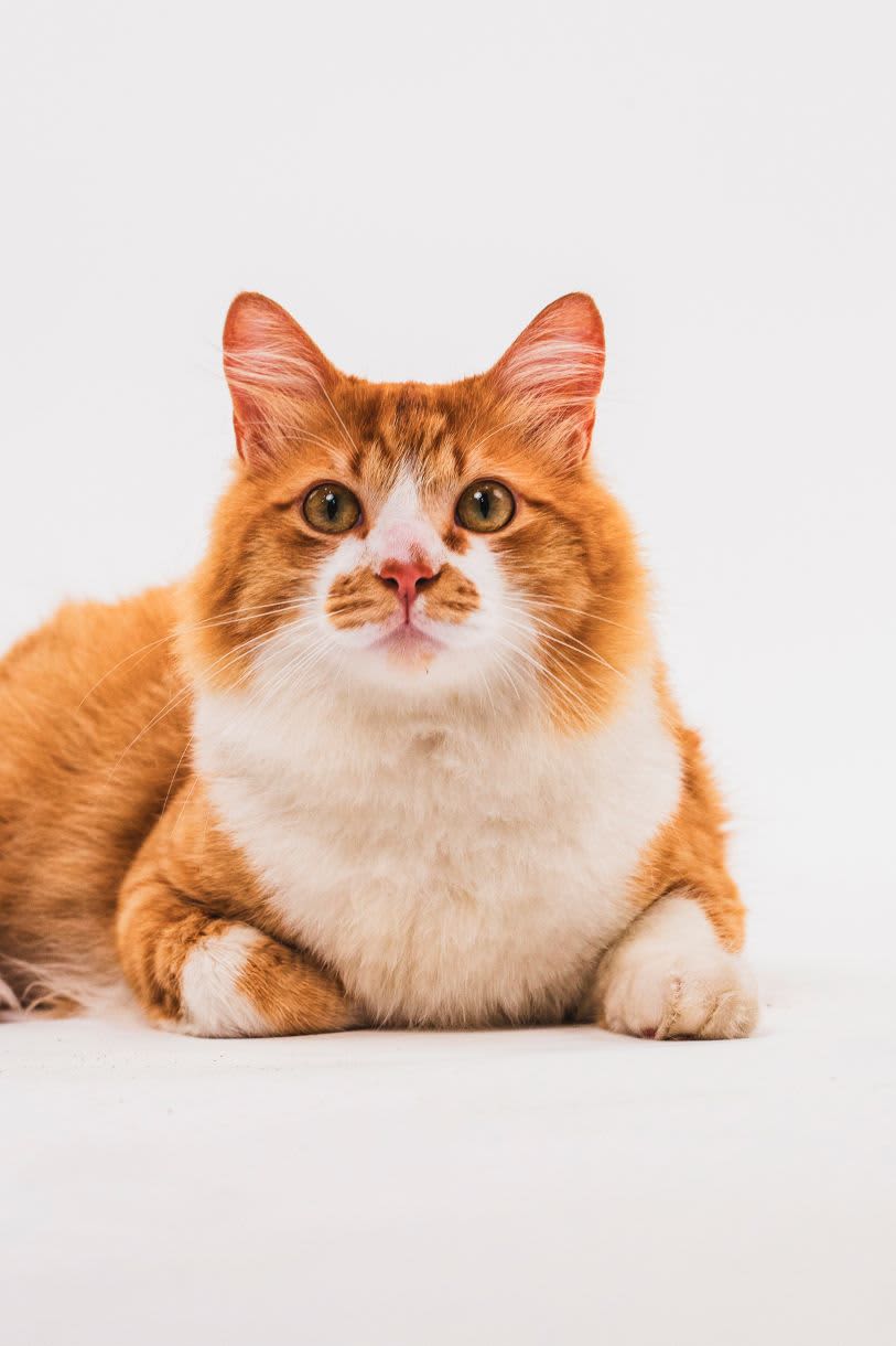 Gato laranja