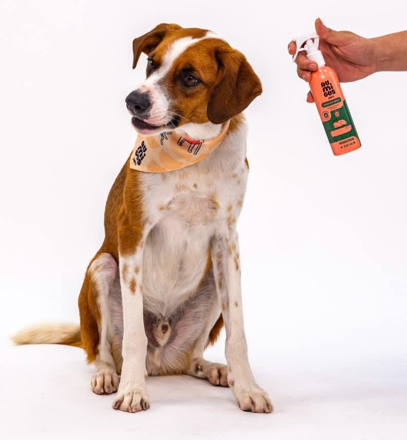 Higiene pet: saiba tudo neste guia!