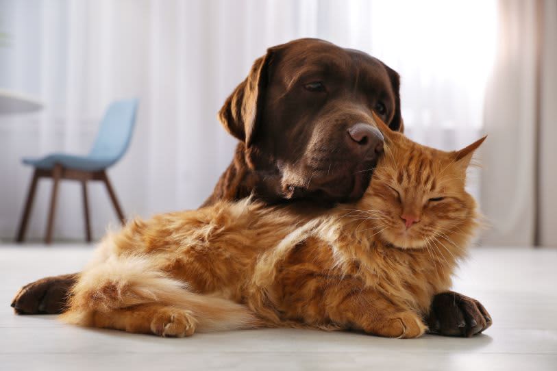 Cão e gato abraçados