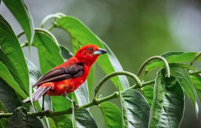 Tie Sangue típico da Mata Atlântica