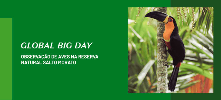 Observação de Pássaros no October Big Day