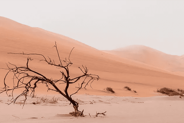 Foto de dunas de areia em deserto com árvore seca em primeiro plano, em alusão à desidratação no corpo e na pele.